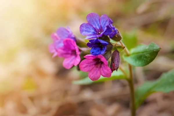Orman erken ilkbaharda büyümeye akciğer, çiçeklerin blurre — Stok fotoğraf