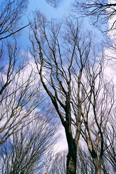 Alberi spogli contro il cielo blu, una fredda giornata invernale — Foto Stock