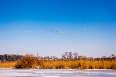 wild geese return from warm edges, early spring,  fine day_