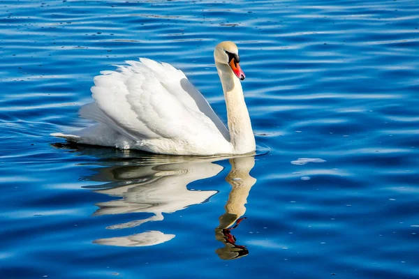 Cisne branco em água azul, reflexão de pássaro em água _ — Fotografia de Stock