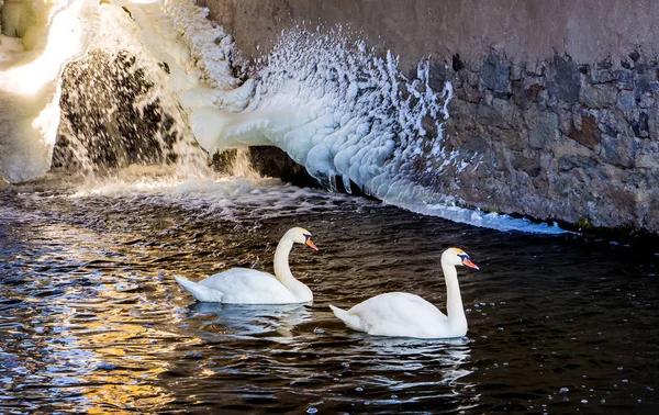 two swans swim in dark water against  background of  wall covere