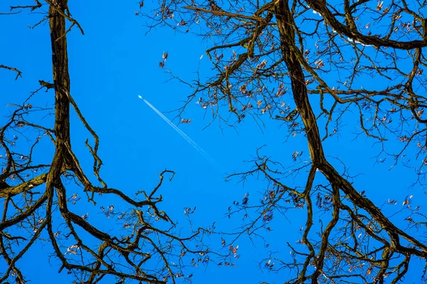 Mavi gökyüzünde bir uçaktan iz, si üzerinde ağaçların siluetleri — Stok fotoğraf