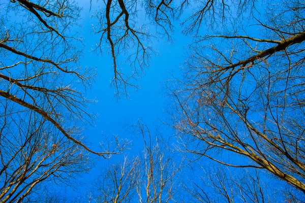Topos de árvores contra o céu azul, belo dia ensolarado _ — Fotografia de Stock