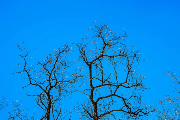 Sagome di alberi contro il cielo blu, giorno di sole, orizzontale fo — Foto Stock