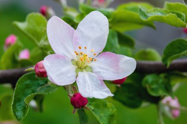Beyaz-Pembe çiçek tomurcukları, bir bea ile bir elma ağacının dalını
