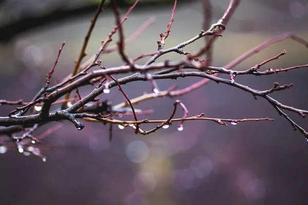 Um ramo molhado de uma árvore, está chovendo, springal adiantado _ — Fotografia de Stock