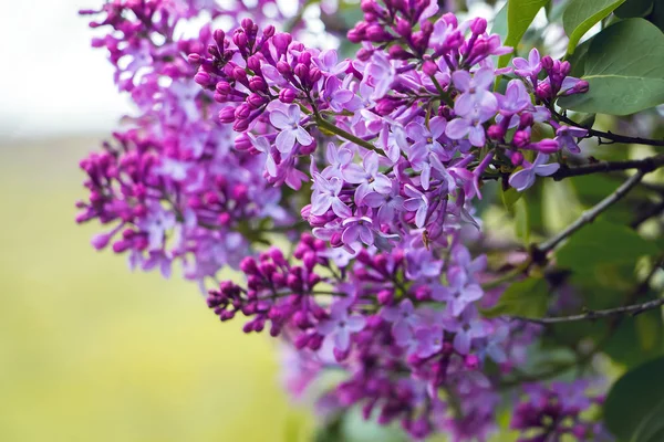 Flowers of lilac, beautiful spring day, a good gift for celebrat — Stock Photo, Image
