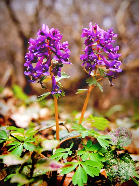 A corydalis flower in the forest on a glade, a bright spring da — Stock Photo, Image