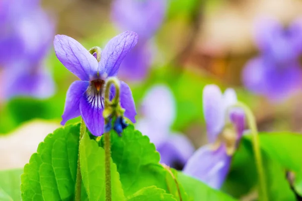 Blüten von Veilchen im Wald inmitten des Grüns, ein schöner Frühling — Stockfoto