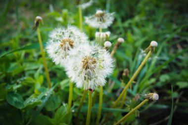 white dandelions among the green grass, a fine spring day_