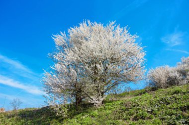 blooming cherry tree in open countryside, a fine spring day_