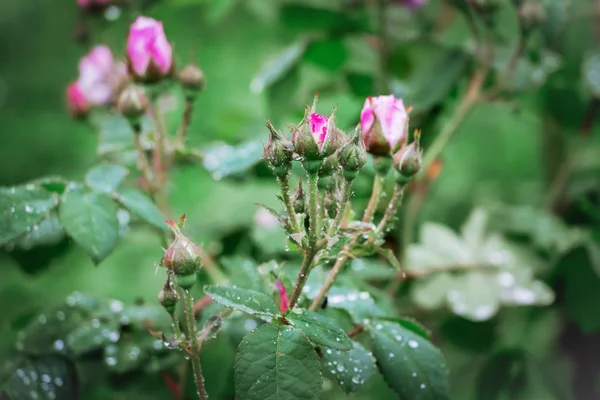 Arbusto com botões de rosas, gotas de orvalho ou chuva em uma planta _ — Fotografia de Stock