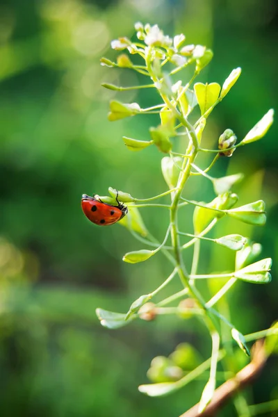 Ladybird крадется вдоль листьев растения, яркий солнечный — стоковое фото