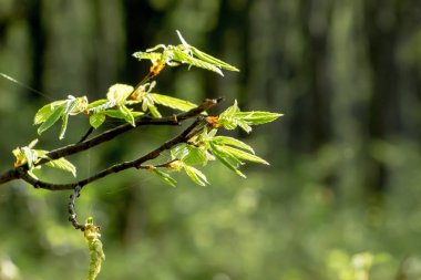 tender green leaves on  tree branch, spring has come, sunny day_
