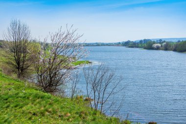 blooming tree on the river bank, nature reserve_