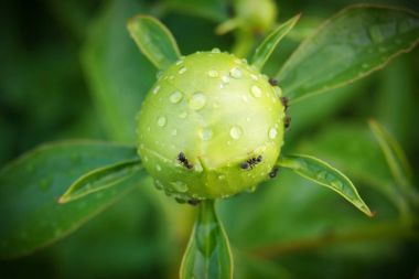çiçek bud, üzerinde karıncalar tarama, bud, bahar ya da yaz da da çiğ