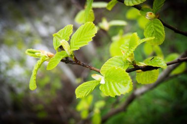 bir ağaç dalı ihale yeşil yaprakları, Bahar, karanlık geri döndü
