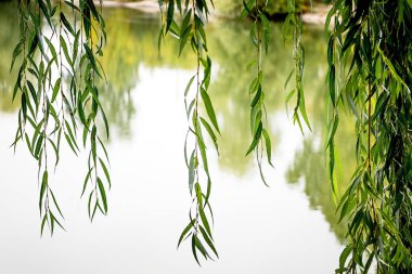 over river hang willow branches,  bright summer day_
