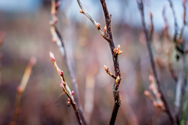 First shoots on currant branches, early spring_ — 스톡 사진