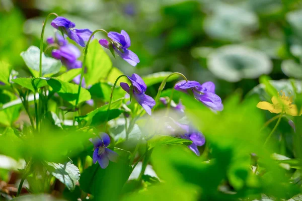 Flores de violetas na floresta entre os verdes, uma bela primavera — Fotografia de Stock