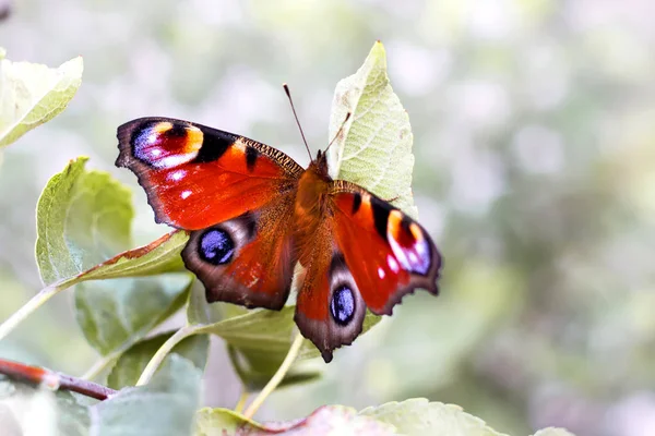 Olho de pavão de borboleta (inachis io) em um ramo de uma árvore, uma barbatana — Fotografia de Stock