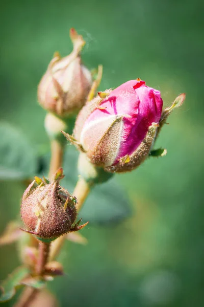 Narůstající růže bud, jemné jarní nebo letní den, začátek n — Stock fotografie