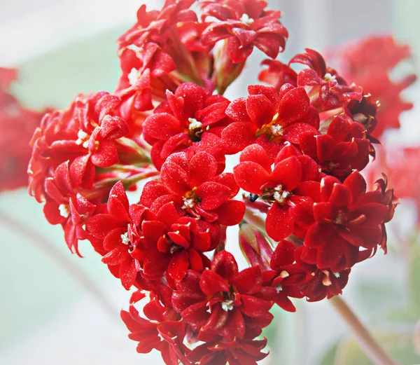 Inflorescence of red small flowers, houseplant, gift for the hol — Stock Photo, Image