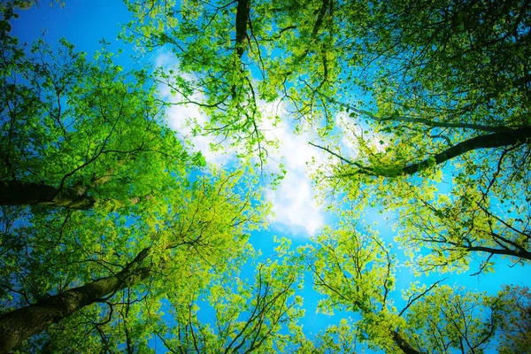 through  tops of trees it is seen white cloud, a nice summer day