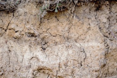 Clay rock. Texture of clay with cracks_