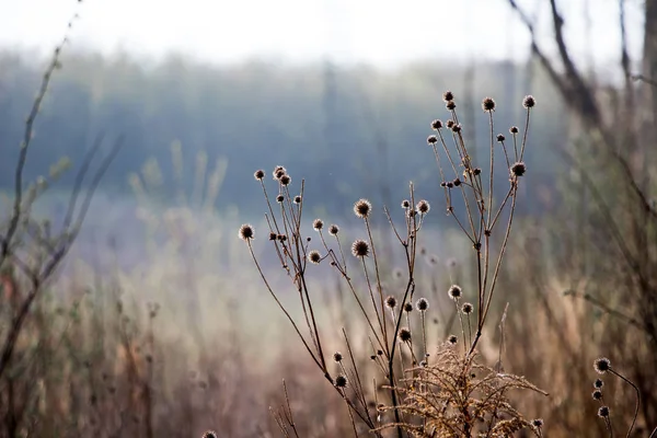 Thickets of old dry thistle on  edge of  forest_ — Zdjęcie stockowe