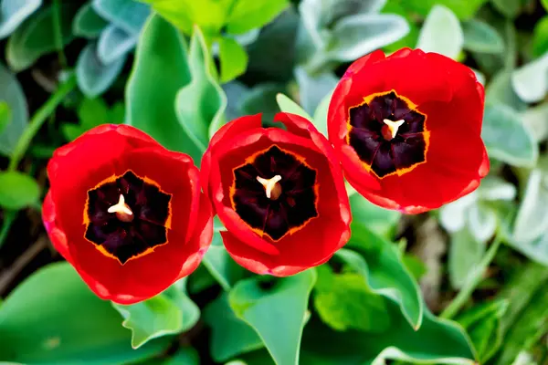 Red tulips on  flower bed, top view_ — ストック写真