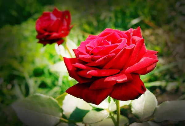 Rose rosse in giardino sullo sfondo di erba verde _ — Foto Stock