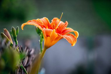 The orange lily blossomed in  garden. Summer flowers in  garden_