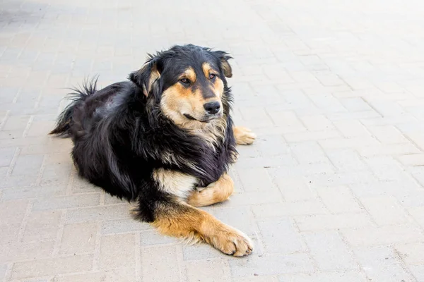 Lonely stray lovely dog lies in  park on  sidewalk_ — Stock Photo, Image