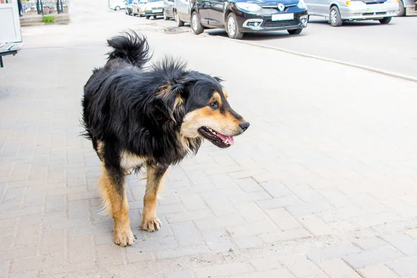 Cane senzatetto va lungo il marciapiede lungo la strada della città _ — Foto Stock
