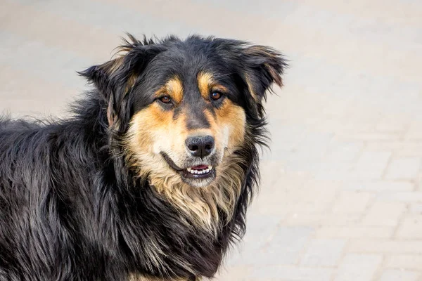 An homeless dog looks with confidence and hope for the future ow — Stock Photo, Image