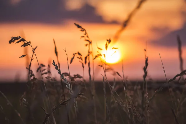 Sonnenuntergang im Feld. Blütenstände des Grases auf dem Hintergrund des Himmels — Stockfoto