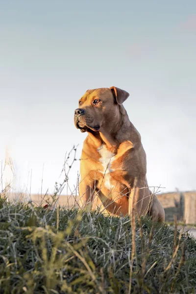 Bulldog, gran perro entrenado de pura raza, se sienta en la hierba _ — Foto de Stock