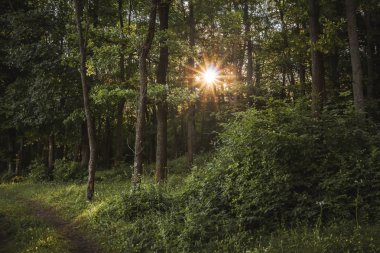 Güneş ışınlarının ormanda ağaçların arasından kır. İyi yaz 