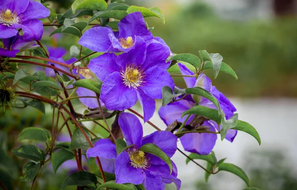 Purple flowers of clematis in  garden on  blurry background_ — Zdjęcie stockowe