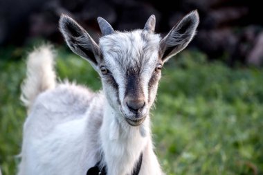 Yeşil çim arka planda küçük sevimli keçi ileri zeka görünüyor