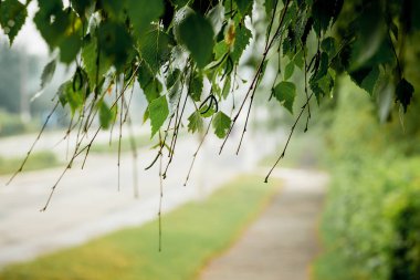 Birch yeşil yaprakları ile kaldırım üzerinde asılı yaprakları. Santrali