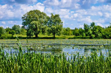 Summer landscape: river, sedge, and blue sky and white clouds_