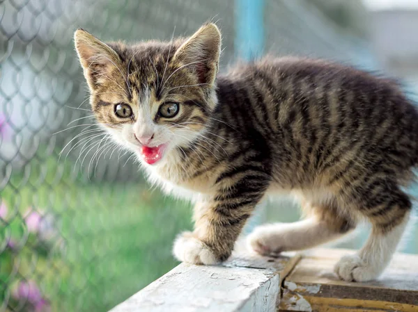 A little striped kitten cries looking for her mom_ — Φωτογραφία Αρχείου
