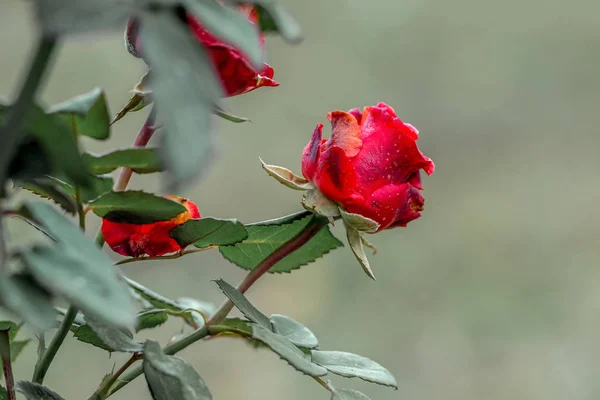 Punaiset tuoreet ruusut puutarhassa vihreällä sumealla taustalla _ — kuvapankkivalokuva