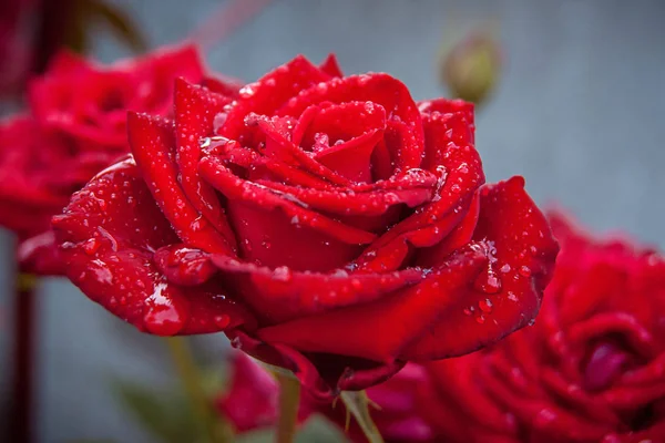Punaisia ruusuja pisaroilla sadetta. Ihana lahja lomalle _ — kuvapankkivalokuva