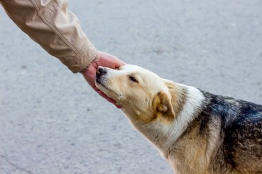 Köpek yüz kocasının el dışarı uzatılmış. Köpek ve m