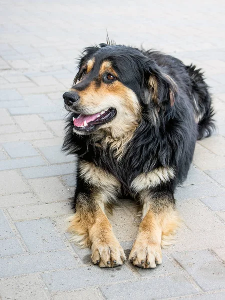 Cão bonito descuidado encontra-se na calçada no abrigo animal — Fotografia de Stock