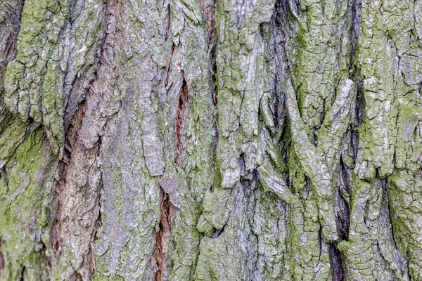 Textura de corteza de un árbol viejo de cerca. Materi natural natural —  Fotos de Stock