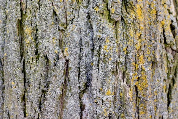 Texture d'écorce d'un vieil arbre avec des fissures profondes. Natura naturelle — Photo